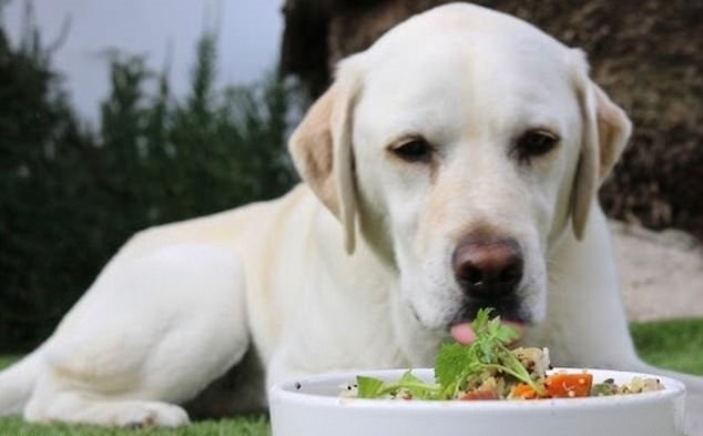 http://www.dailymail.co.uk/femail/article-4910000/Meet-Victorian-couple-s-VEGAN-dog-eats-berries.html