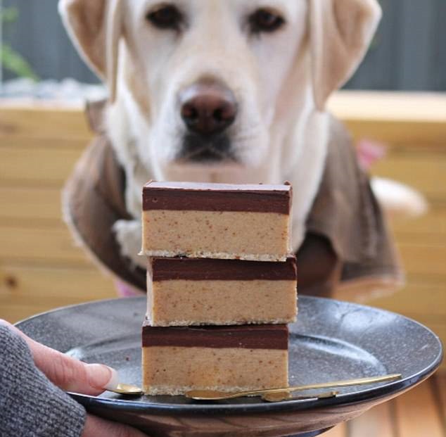 http://www.dailymail.co.uk/femail/article-4910000/Meet-Victorian-couple-s-VEGAN-dog-eats-berries.html