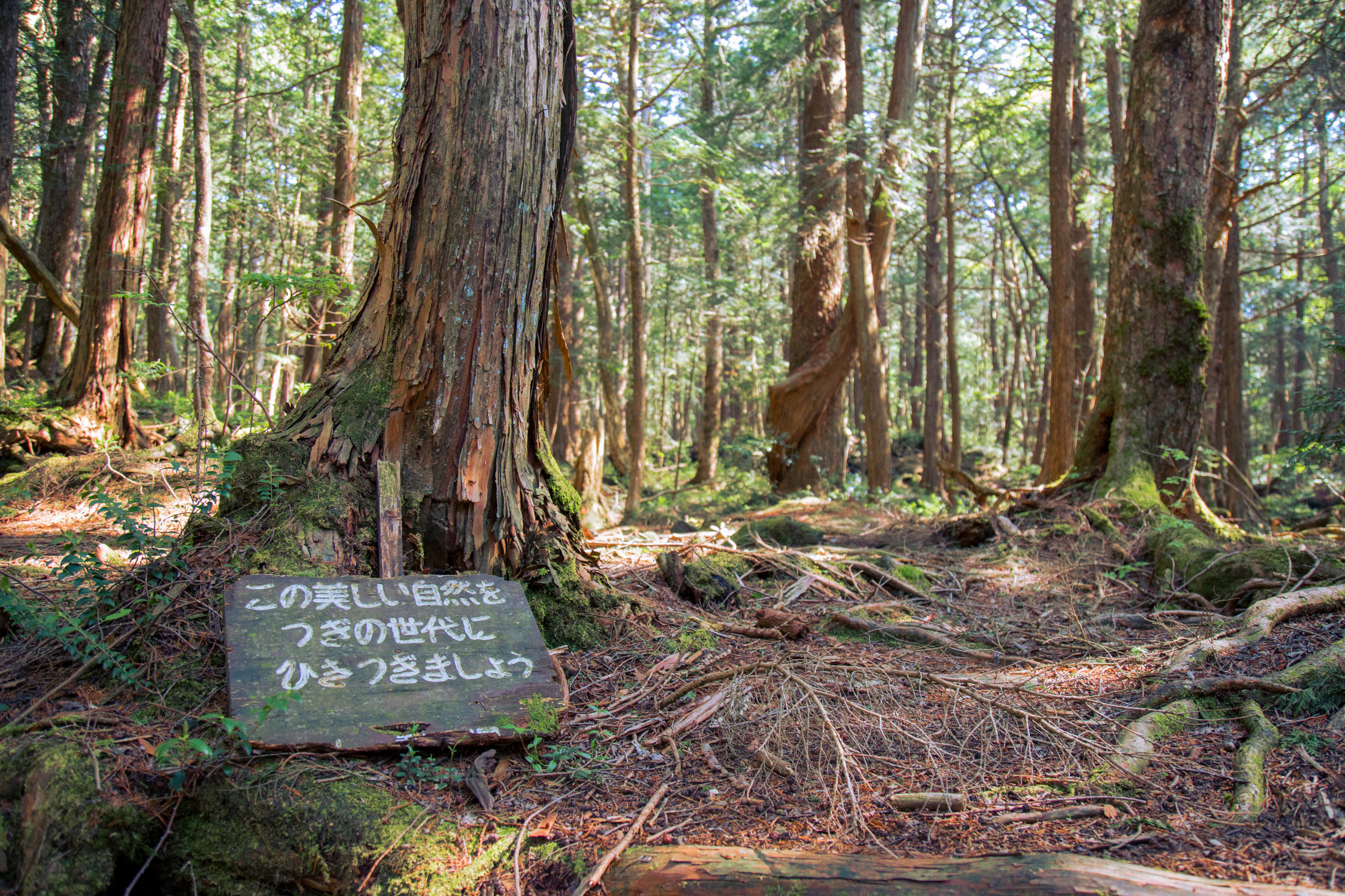 Japonsko, Aokigahara, les samovrahov