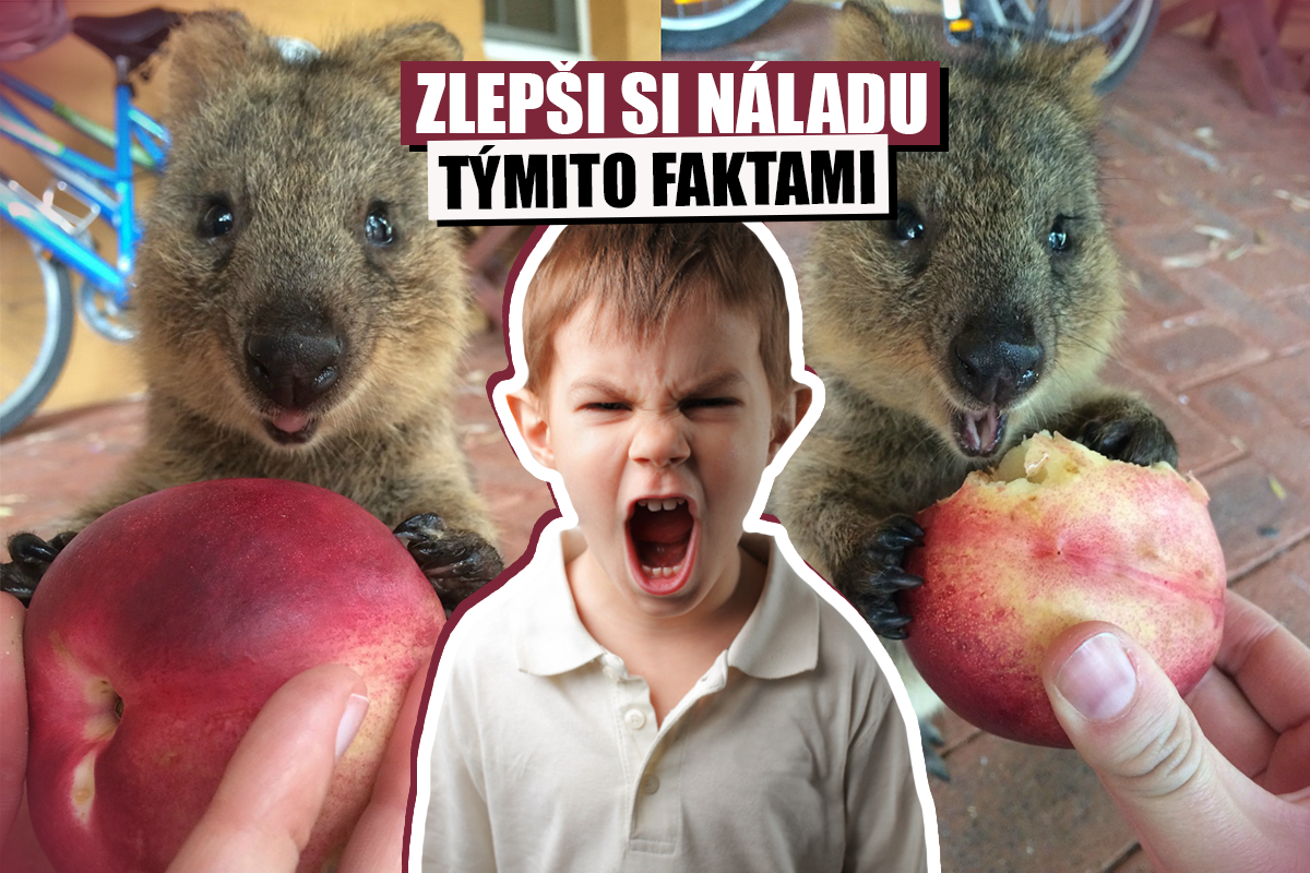 Máš zlú náladu? Táto zbierka zvieracích faktov ti ju zaručene zlepší