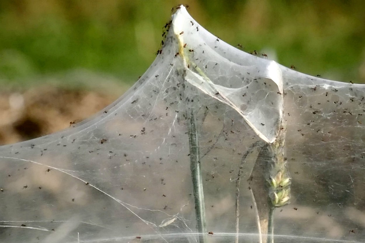 Arachnofobici by radosť nemali. Žena našla pole posiate gigantickou sieťou pavučín