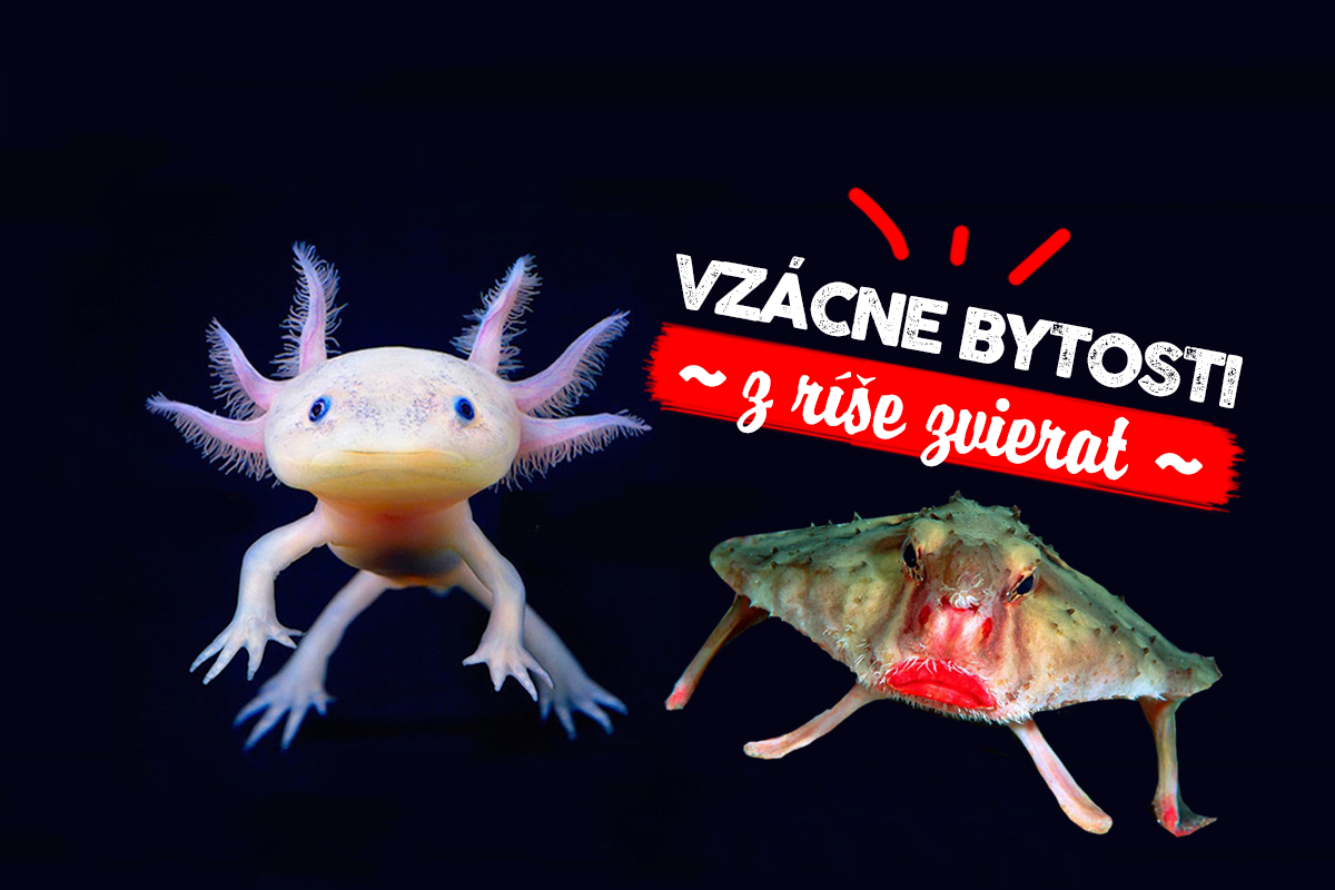 Vzácne bytosti, ktoré sú príliš divné na to, aby skutočne existovali