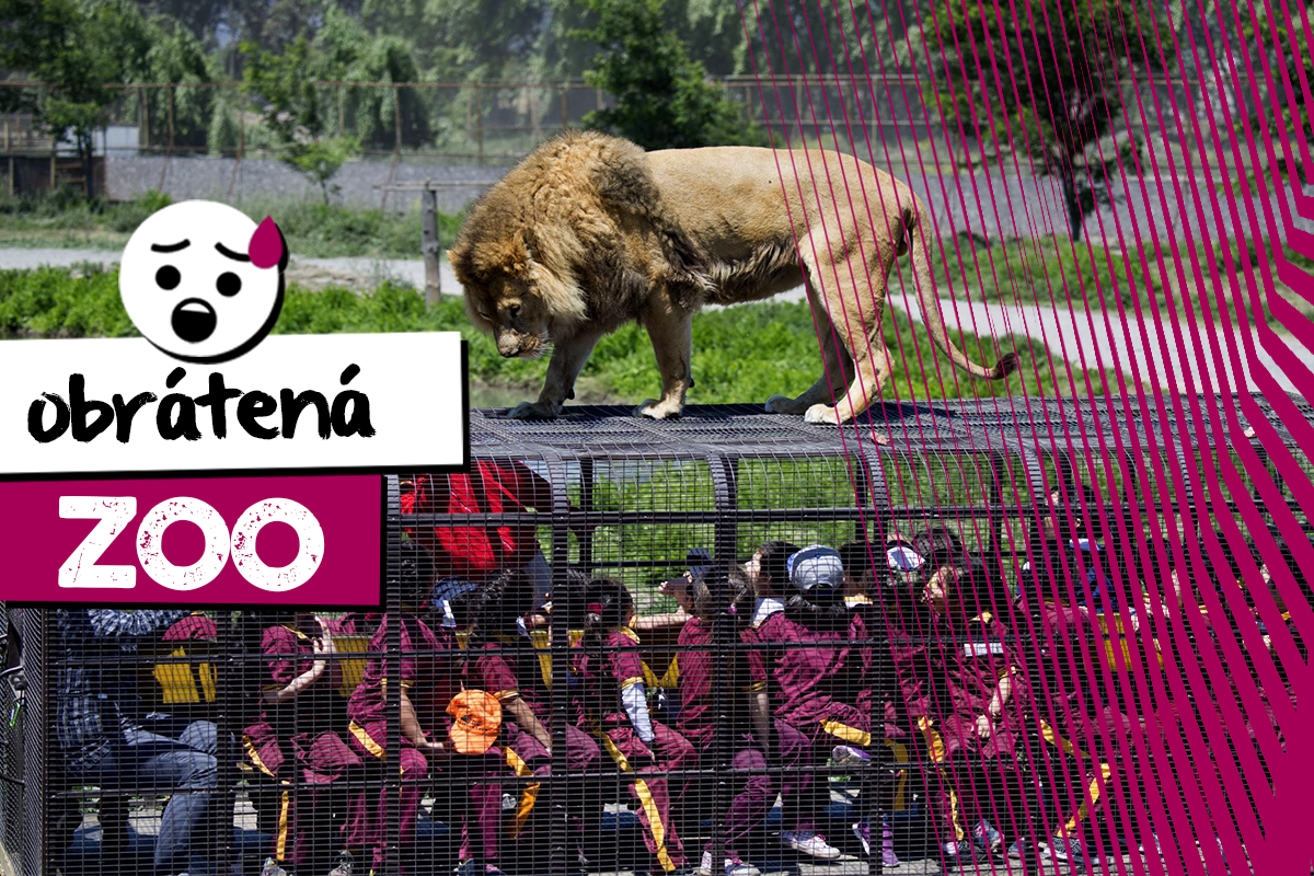 Obrátená ZOO: Ľudia sú v klietkach a zvieratá majú voľný výbeh