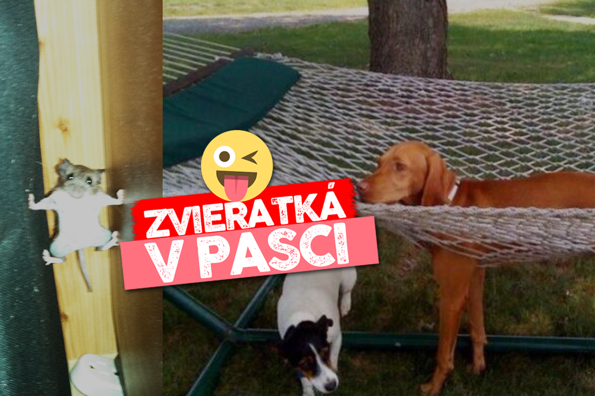 Zvieratá, ktoré sa dostali do tak nešťastných situácií, že sa na nich nedá nesmiať