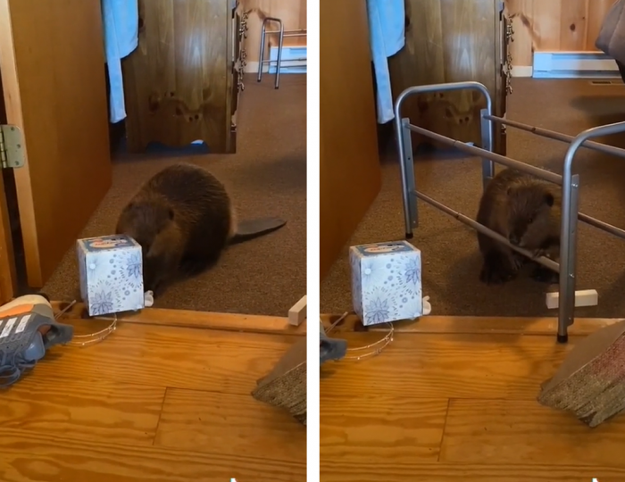 Takto to vyzerá, keď sa bobor rozhodne stavať hrádzu v obývačke