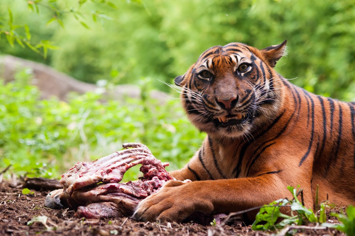 Pošli peniaze, dostaneš džínsy roztrhané levmi. Takto sa zoo vyrovnávajú s koronavírusom