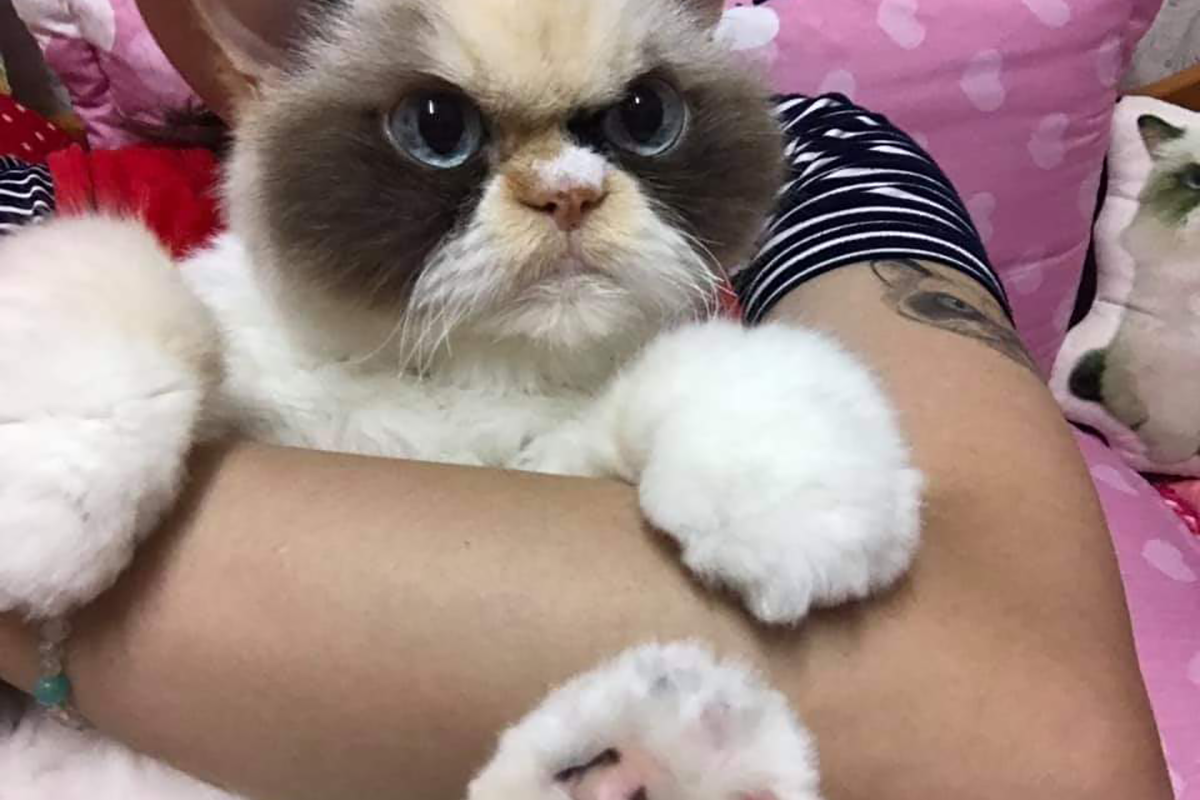 Táto nahnevaná mačka je považovaná za nástupkyňu legendárnej Grumpy Cat