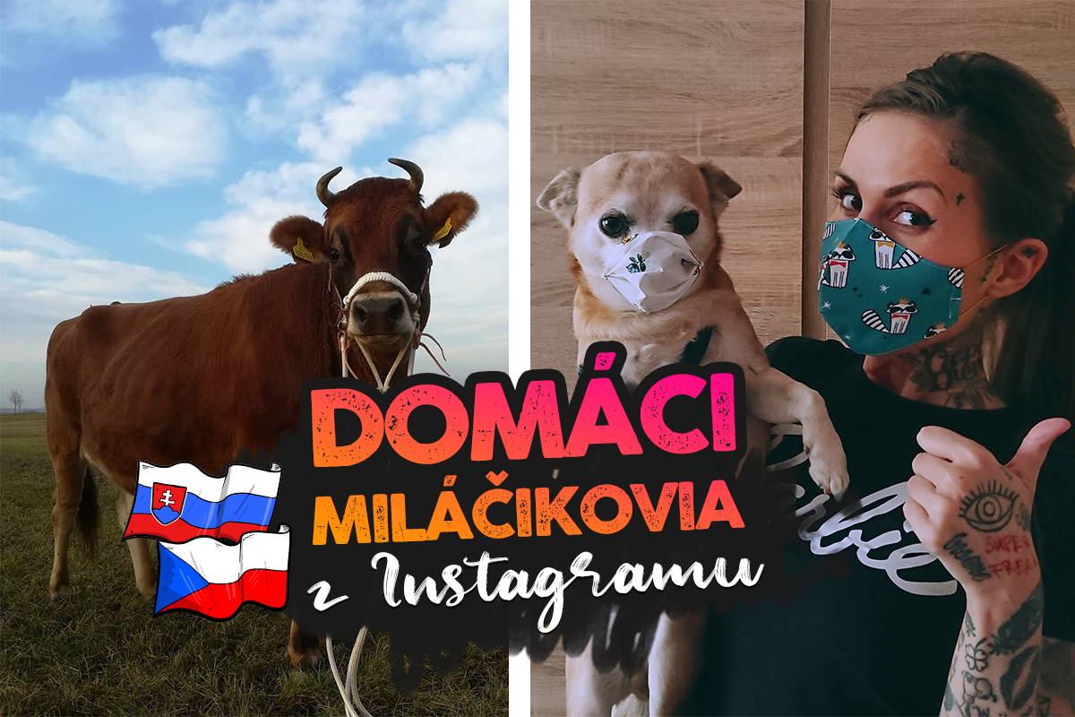 Domáci miláčikovia z Instagramu, ktorí si zaslúžia tvoje lajky