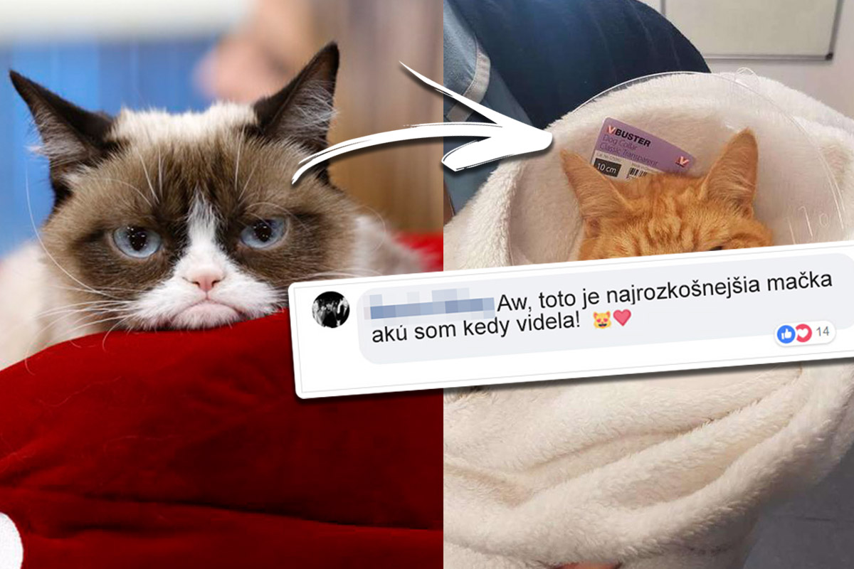 Grumpy cat má náhradníka, ktorý je tak rozkošne smutný, že mu neodoláš