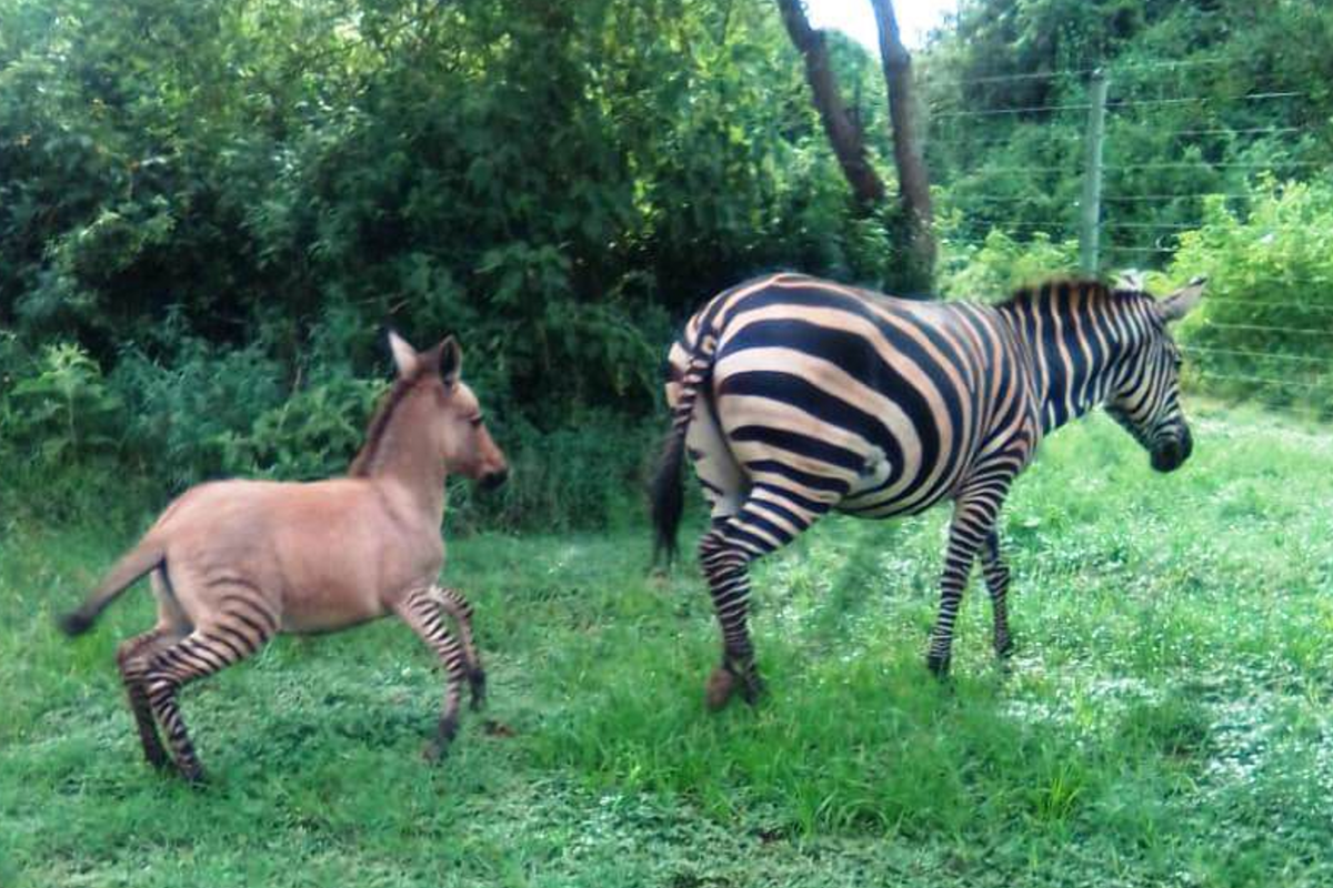 Ani zebra, ani osol. Tento kríženec ti vyčarí úsmev na tvári