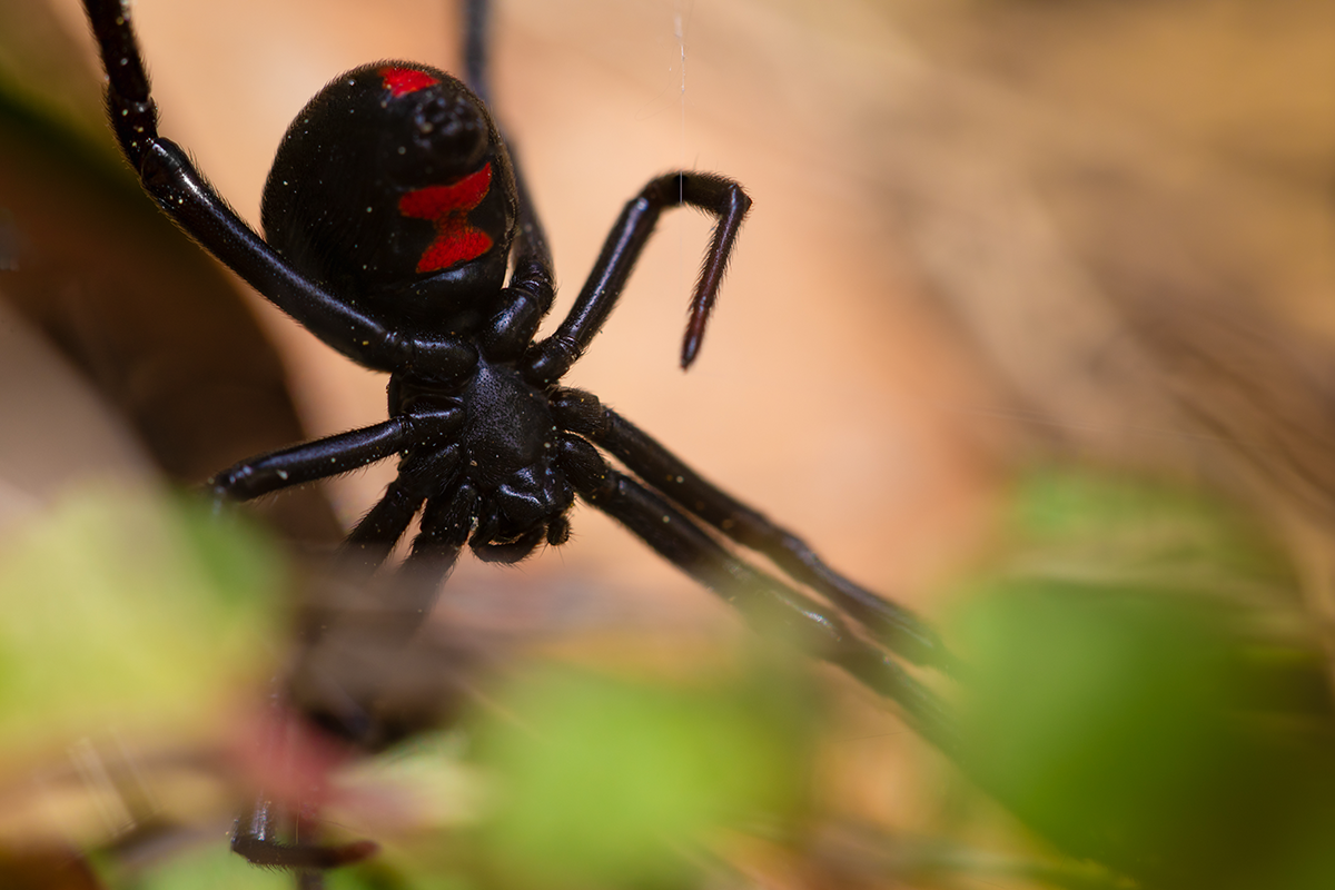 Traja chlapci sa nechali uhryznúť čiernou vdovou. Dúfali, že sa zmenia na Spider-Mana