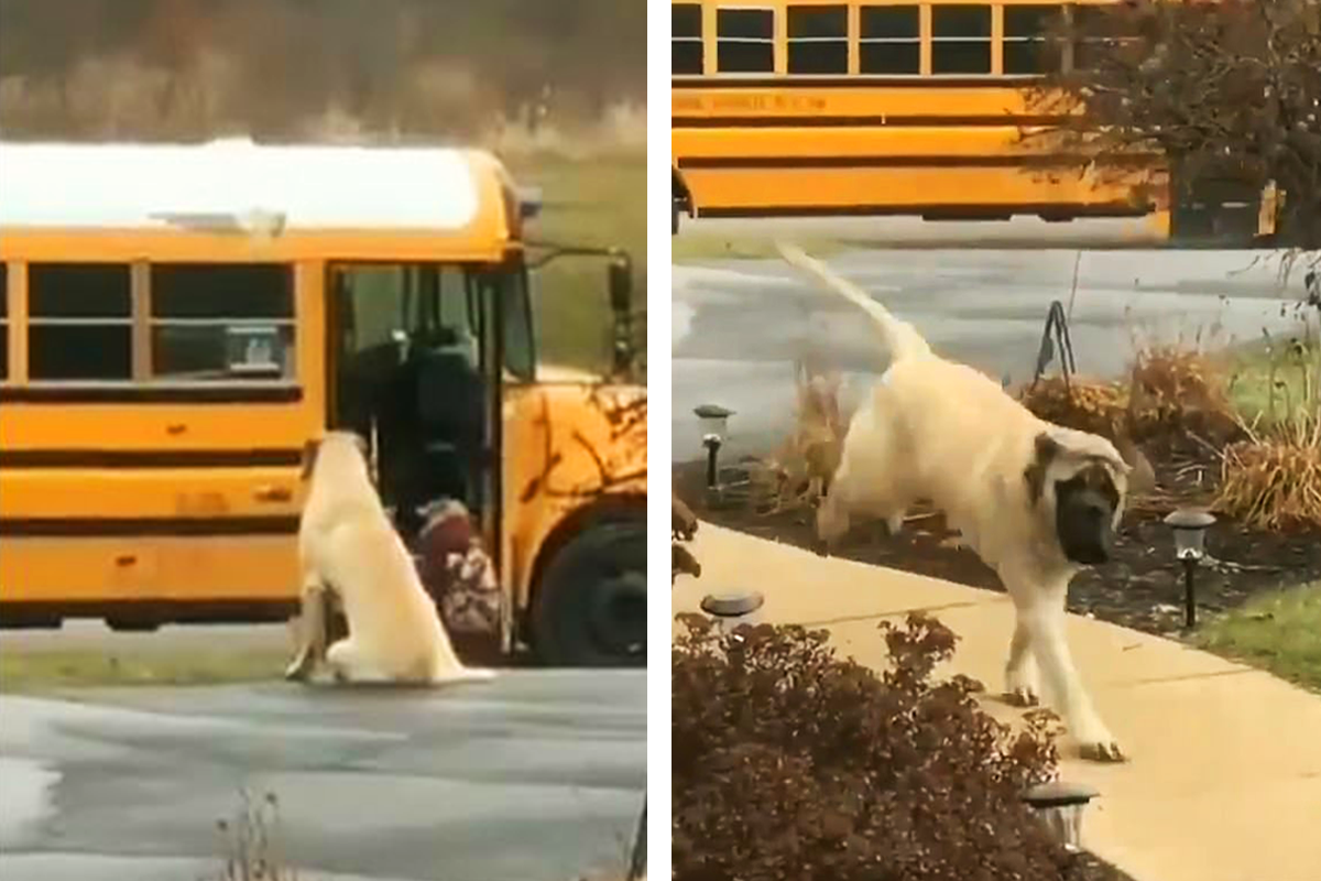 Psík každé ráno odprevadí svoje dve malé paničky na autobus, aby sa im nič nestalo