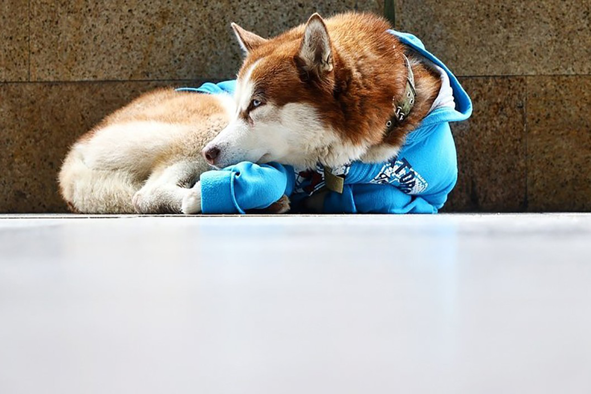 Husky v mikine dostal prezývku 