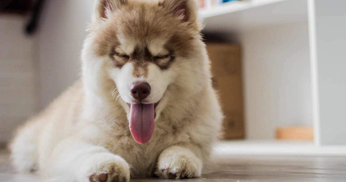 21 dôkazov toho, že Husky je to najbláznivejšie psie plemeno na svete