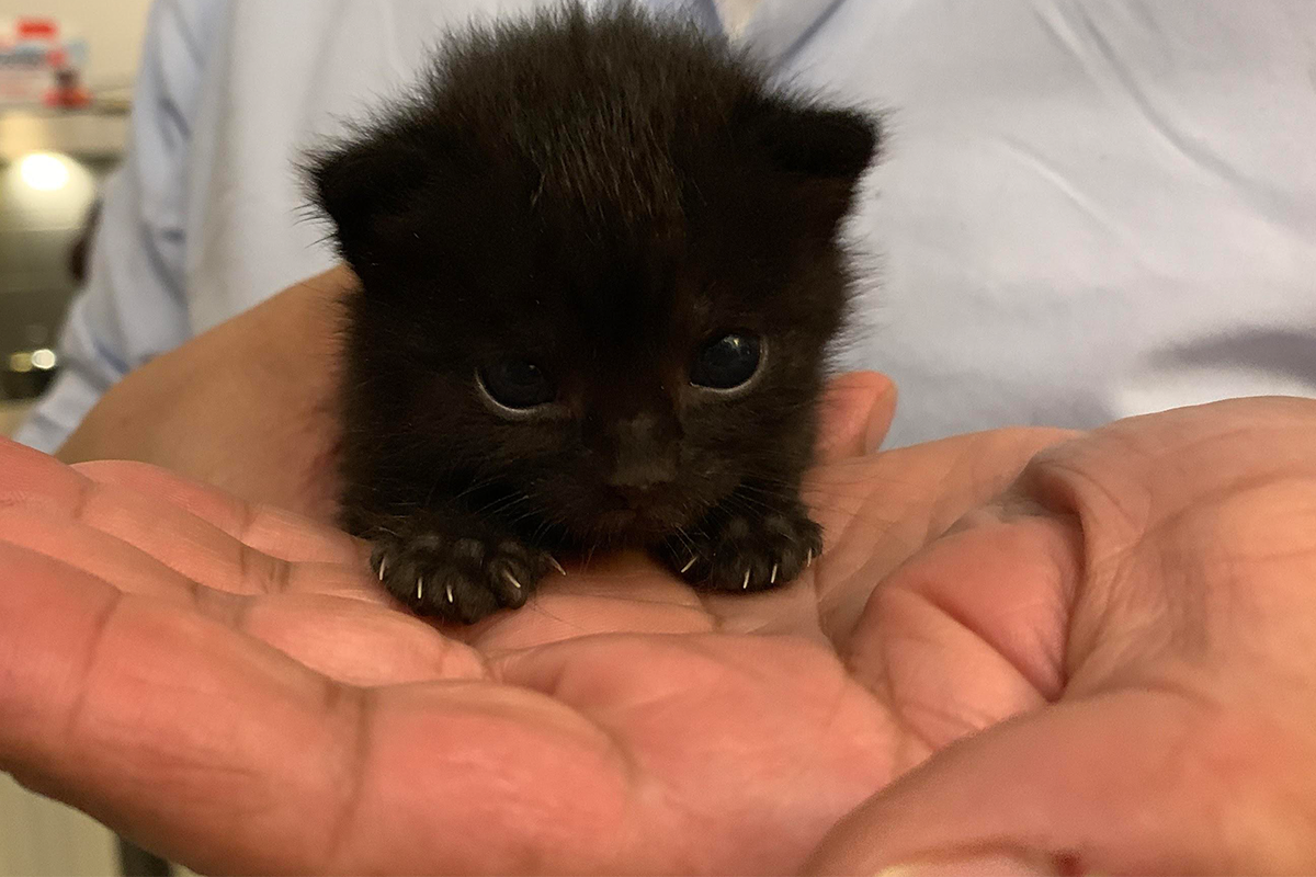 Mačiatka nie sú len roztomilé. Tieto fotky a videá ťa o tom ihneď presvedčia