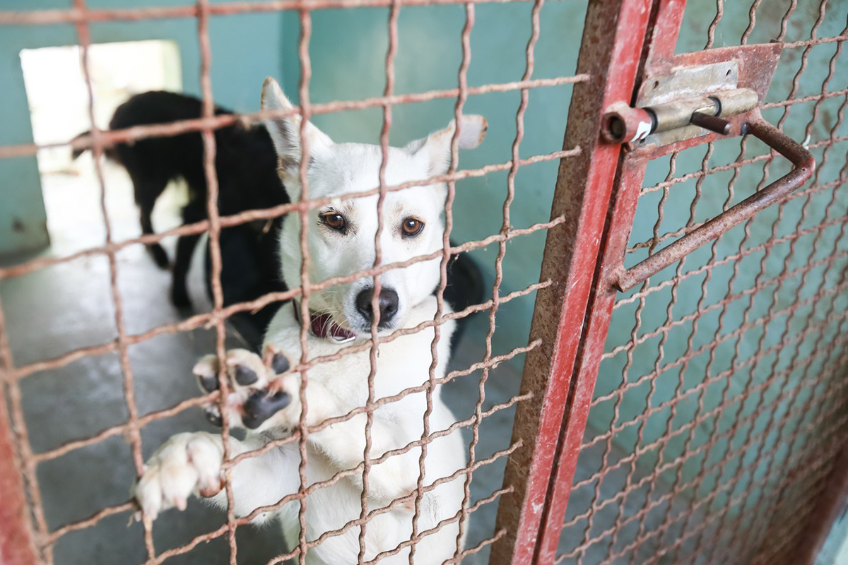 25 fotografií zvieratiek pred a po adopcii, ktoré ťa zahrejú pri srdiečku