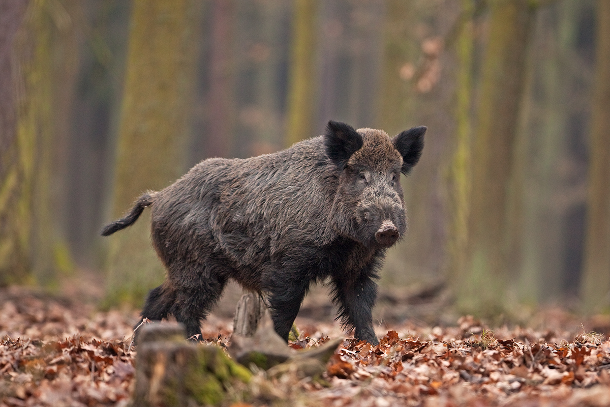 Mladá žena našla na svojom pozemku malého diviaka. Rozhodla sa nechať si ho