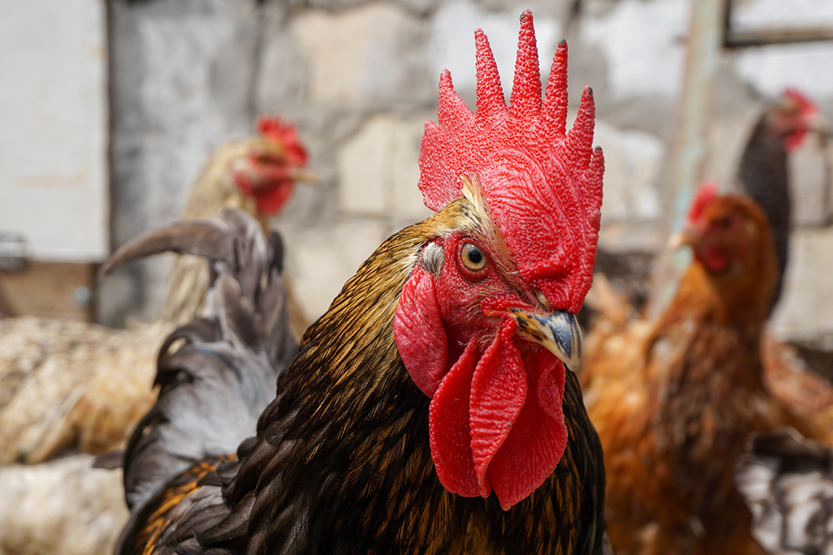 Sused nemeckej farmárky sa sťažuje na jej hlasného kohúta. O celej veci bude rozhodovať súd