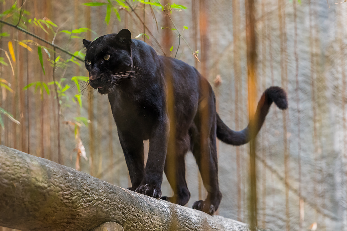 Opustená samica čierneho leoparda vyrastá v ľudskej rodine po boku rotvajlera