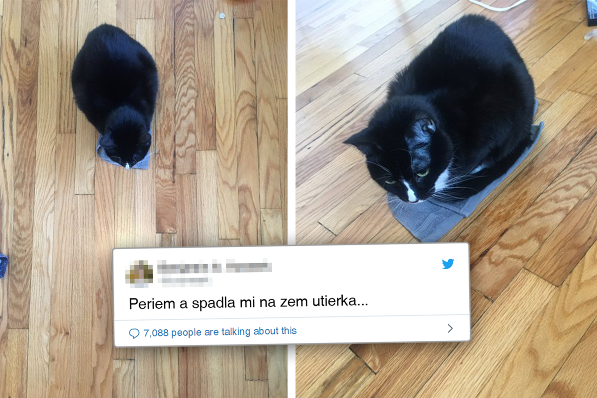 Život s mačkami je jedna veľká komédia. Presvedčia ťa o tom vtipné tweety ich majiteľov