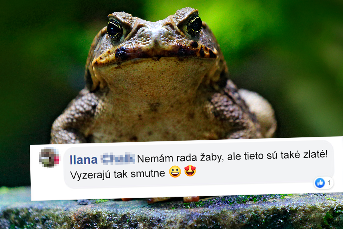 Vyzerá ako avokádo a tvári sa smutne. Túto žabu si ihneď zamiluješ