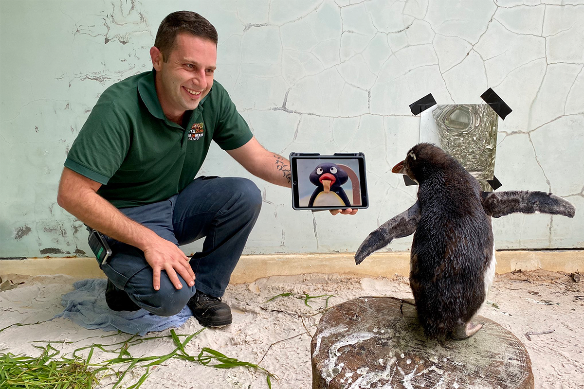 Osamelý tučniak v zoo rád pozerá detský seriál Pingu, ktorý je o tučniakoch