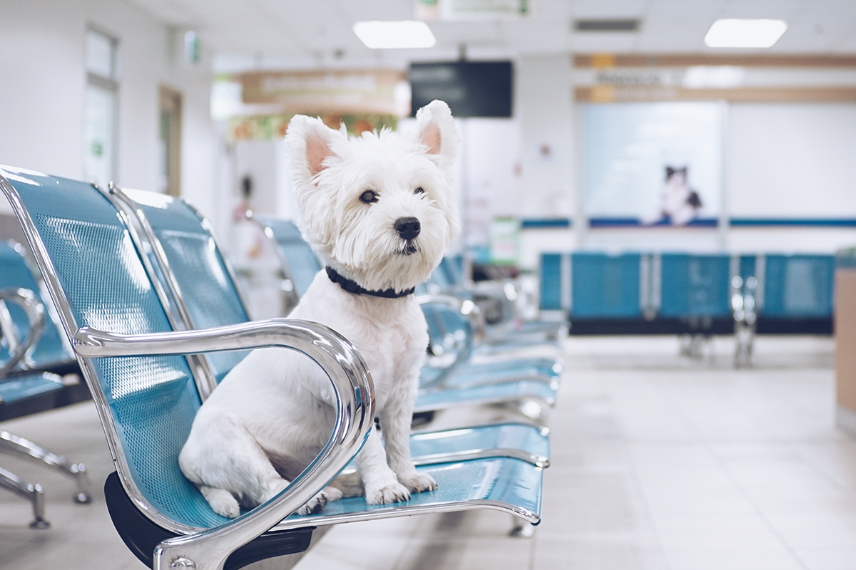 Veterinárna klinika dojala internet maškrtami pre psíky, ktoré 