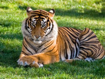 Na východe Slovenska sa pohybuje tiger, ušiel zo zoo na Ukrajine