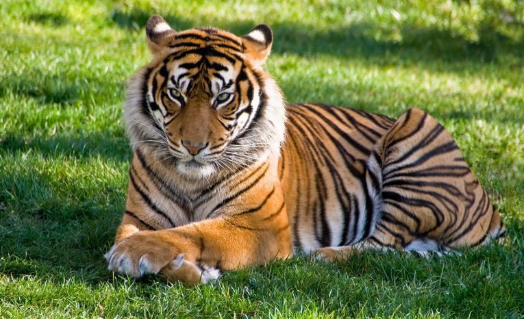 Na východe Slovenska sa pohybuje tiger, ušiel zo zoo na Ukrajine