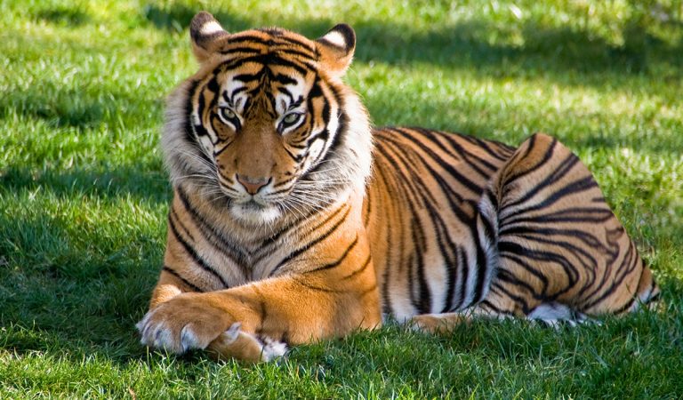Na východe Slovenska sa pohybuje tiger, ušiel zo zoo na Ukrajine