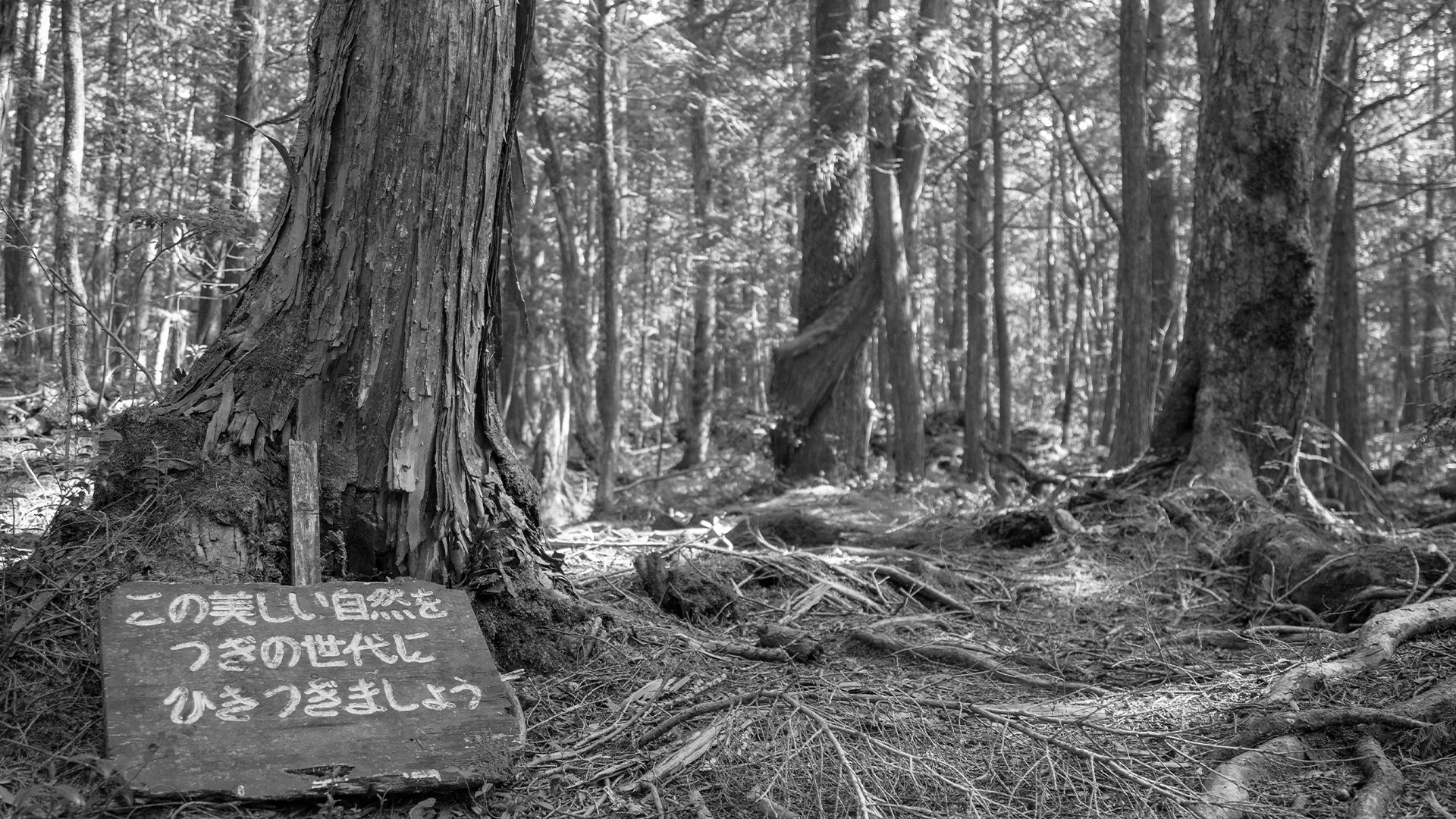 Les Aokigahara nesie prezývku les samovrahov. Ročne sa v ňom pripravia o život stovky ľudí