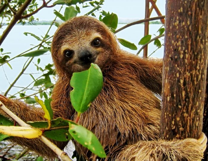 Odkiaľ pochádzajú ťavy v Saudskej Arábii? Šokujúce fakty, ktoré zmenia tvoj pohľad na svet