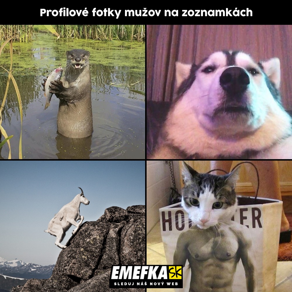 meme emefka memecko zabava memes profilová fotka