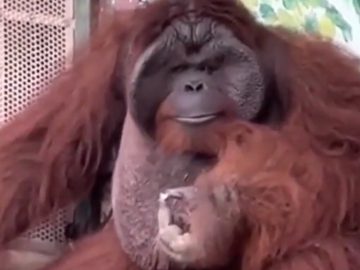 Ohrozený orangutan fajčil cigaretu