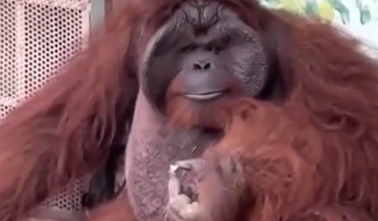 Ohrozený orangutan fajčil cigaretu