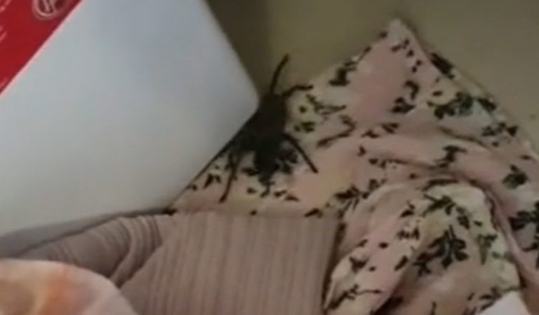 Žena si doniesla z dovolenky na Cypre v kufri tarantulu
