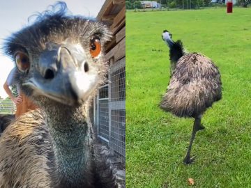 Emu, ktorý útočí ľuďom na telefóny, sa stal hitom internetu