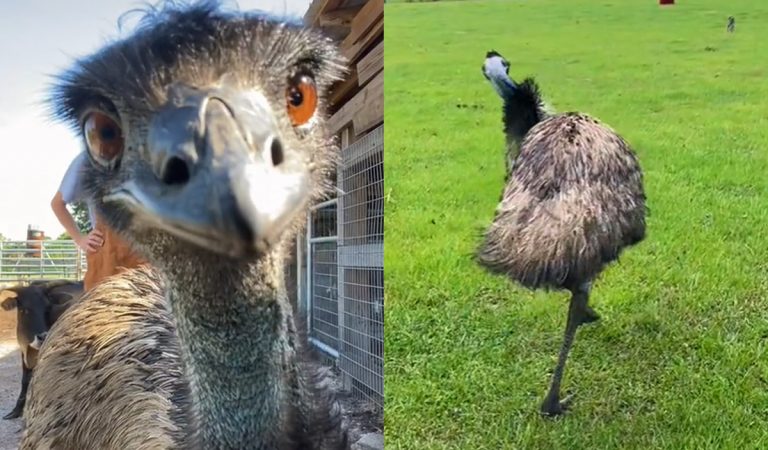 Emu, ktorý útočí ľuďom na telefóny, sa stal hitom internetu