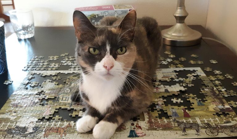 Mačky skladajú puzzle