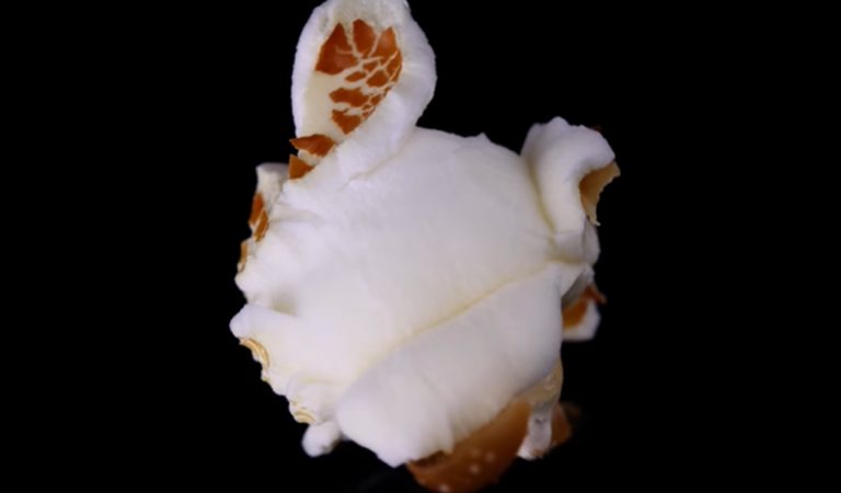 Profil macrofying zoomuje na obyčajné predmety