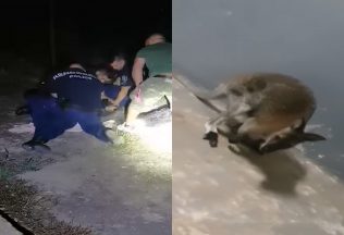 Maďarskí policajti naháňali kenguru