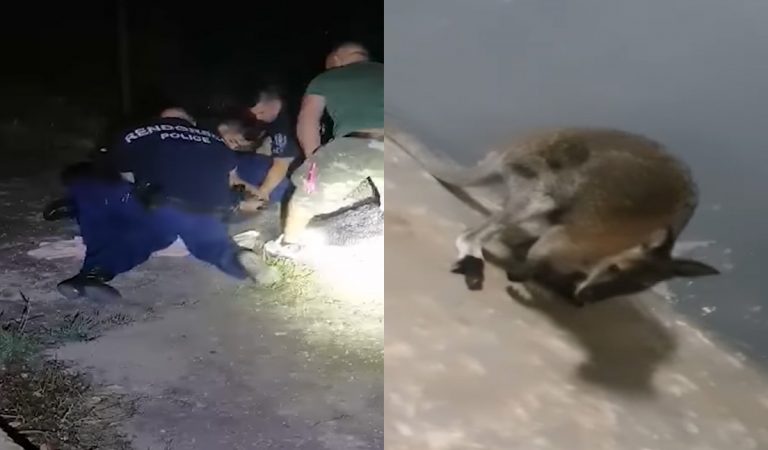 Maďarskí policajti naháňali kenguru