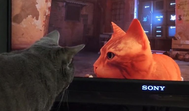 Skutočné mačky si zamilovali hru Stray s mačacou hlavnou postavou
