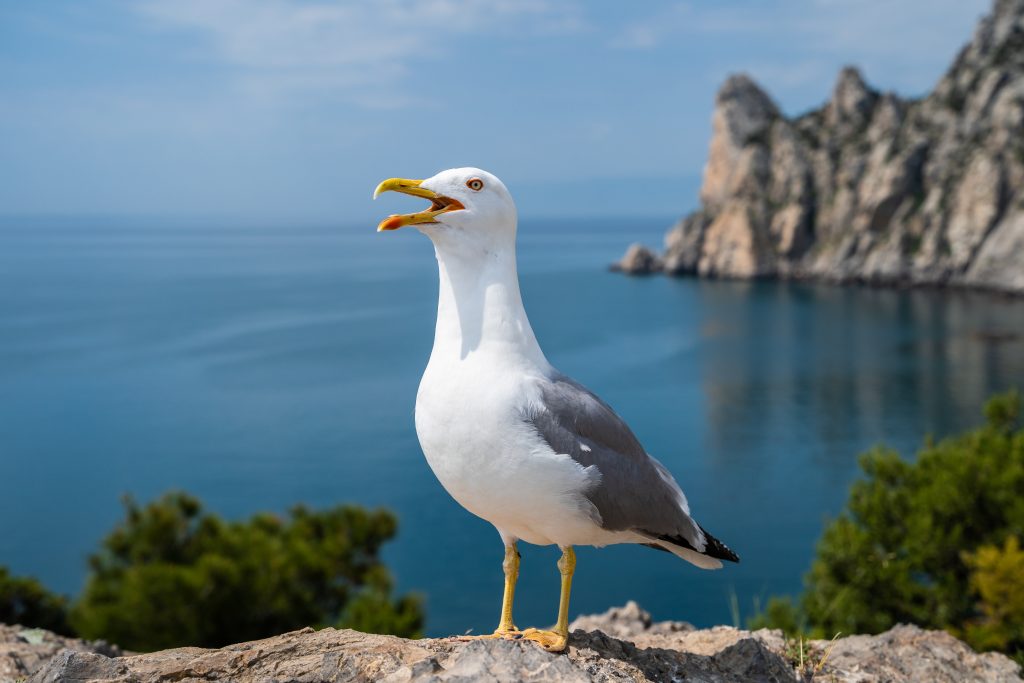 Na rodinu útočia agresívne čajky