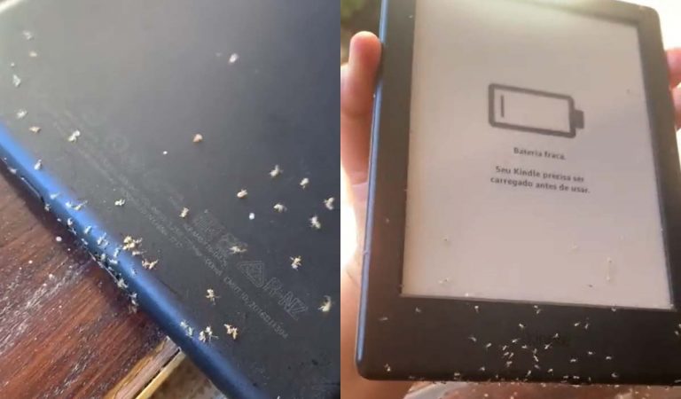 Brazílskej novinárke sa do čítačky dostali mravce a začali nakupovať elektronické knihy