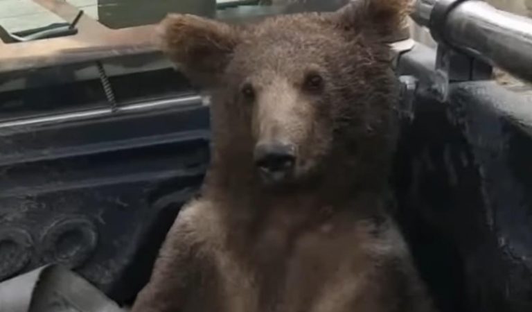 Medvedicu museli hospitalizovať po tom, čo zožrala halucinogénny med