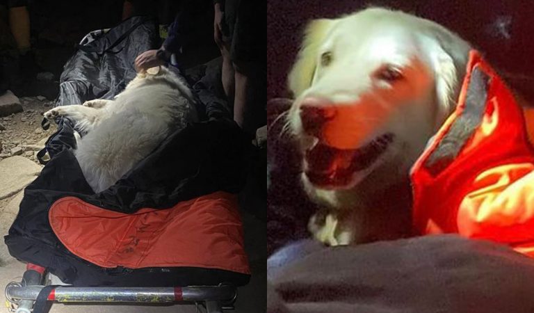 Psík sa na výlete na kopec odmietol pohnúť o krok ďalej. Museli ho zniesť záchranári