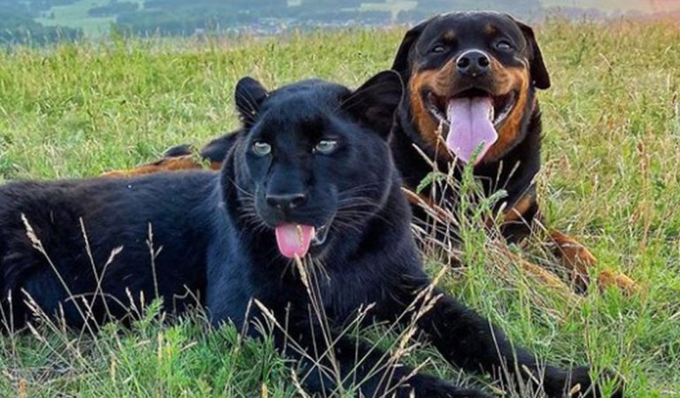 Nevšedné priateľstvo. Sučka rotvajlera si osvojila mláďa čierneho pantera
