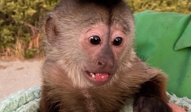 Netradičné vyšetrovanie. Policajtov do zoo zavolala malá opica