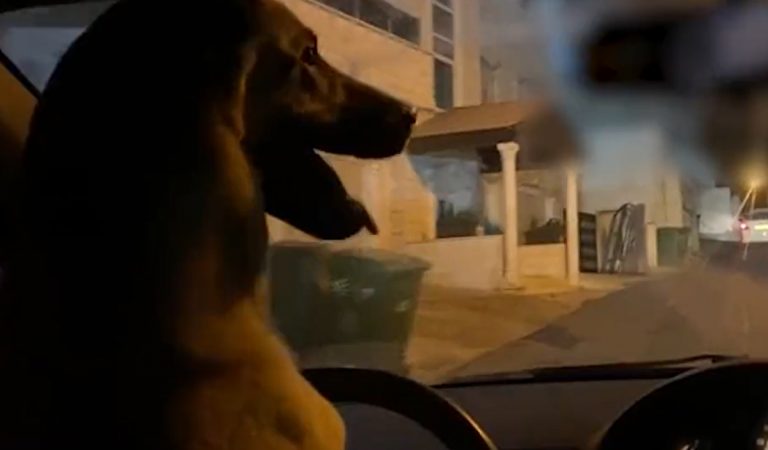Muž dovolil šoférovať auto svojmu psíkovi. Zaklopala mu na dvere polícia